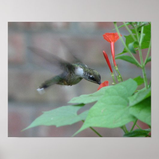 Halsbänder-Poster Poster (Vorne)