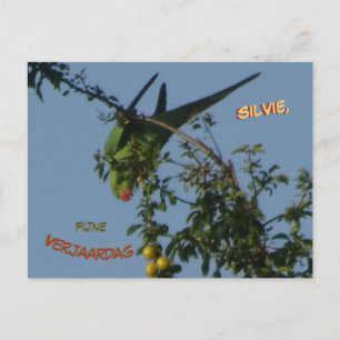 Halsbandsittich-Geburtstagspostkarte Postkarte