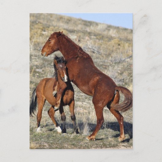 halten postkarte (Vorderseite)