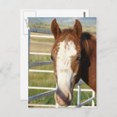 Halter frei postkarte (Vorne/Hinten)