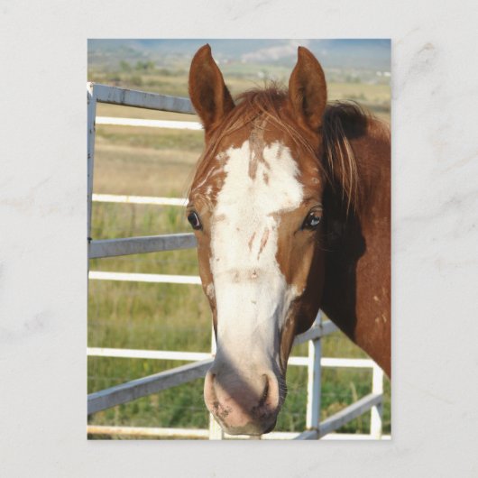 Halter frei postkarte (Vorderseite)