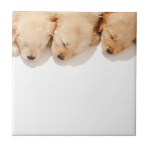 Haltung Golden Retriever Welpen Fliese
