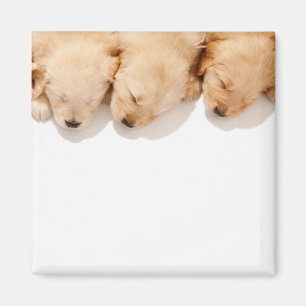 Haltung Golden Retriever Welpen Magnet
