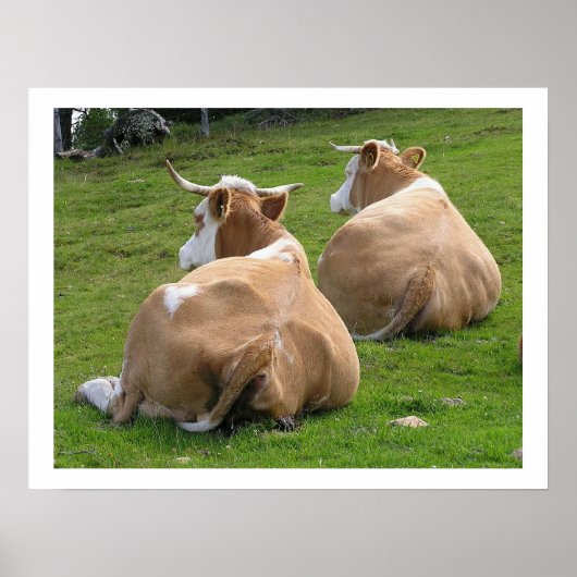 Haltung von Kühen Poster (Vorne)