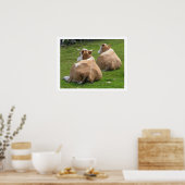 Haltung von Kühen Poster (Küche)