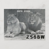Ham Radio QSL Card Südafrika Lions Postkarte (Vorderseite)