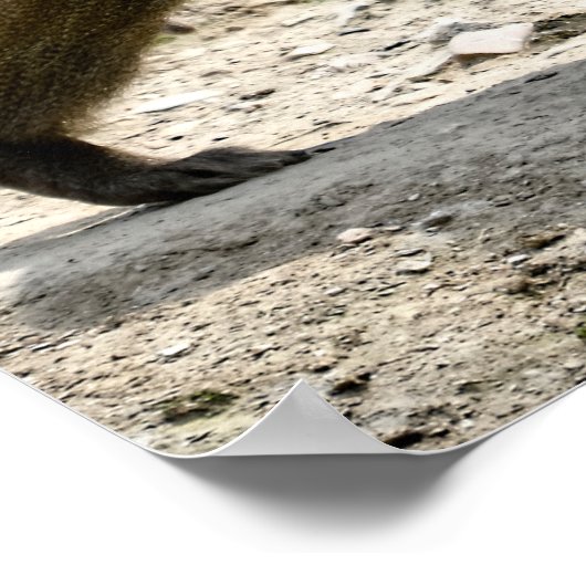 Hamadryas-Baboon auf dem Boden Poster (Ecke)