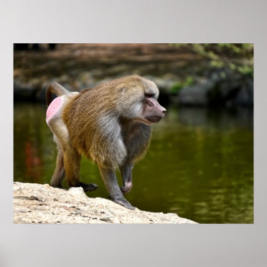 Hamadryas-Baboon, die auf der Nachautobahn des Gru Poster (Vorne)