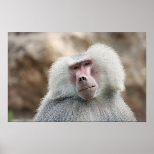 Hamadryas Baboon Monkey Poster (Vorne)