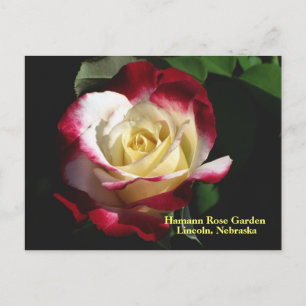 Hamann Rose Garden Double Delight Rose #190n 019 Postkarte