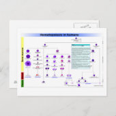 Hämatopoese in humanen Stammzellen Postkarte (Vorne/Hinten)