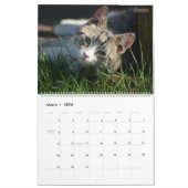 HAMbWG Außenkatzen & Kätzchen Kalender (Mär 2026)