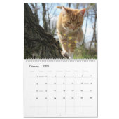 HAMbWG Außenkatzen & Kätzchen Kalender (Feb 2026)