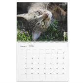 HAMbWG Außenkatzen & Kätzchen Kalender (Jan 2026)