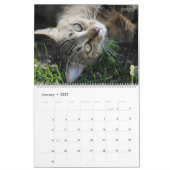 HAMbWG Außenkatzen & Kätzchen Kalender (Jan 2027)