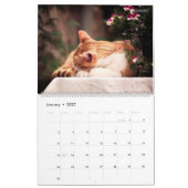 HAMbWG - Bright Cats Kalender (Jan 2027)