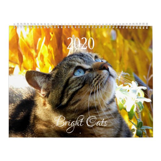 HAMbWG - Bright Cats Kalender (Titelbild)