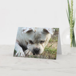 HAMbWG - Grußkarte - Trauriger Hund Karte