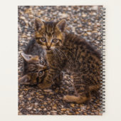 HAMbWG - Kittens Planer (Rückseite)