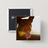 HAMbWG - Knopf - Hund fährt im Auto mit Button (Vorne & Hinten)