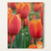 HAMbWG - Tulips-Planer Planer (Rückseite)