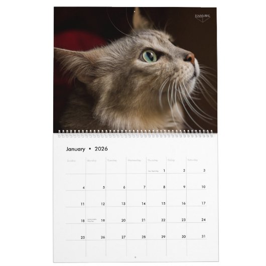 HAMbyWG - Großartige Katzen Kalender (Jan 2026)