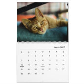 HAMbyWG Kalender der Neuen Katzen (Mär 2027)