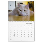 HAMbyWG Kalender der Neuen Katzen (Jan 2027)