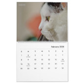 HAMbyWG Kalender der Neuen Katzen (Feb 2026)