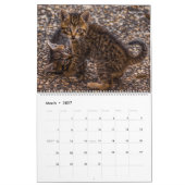 HAMbyWG Kitten Kalender (Mär 2027)