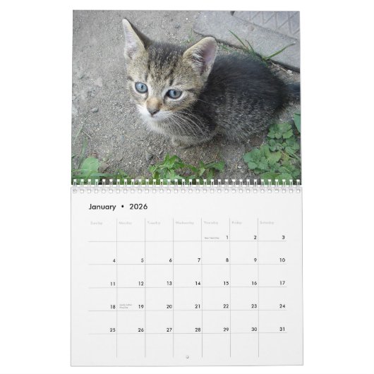 HAMbyWG Kitten Kalender (Jan 2026)