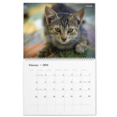 HAMbyWG- Portrait eines Kitten Kalender (Feb 2026)