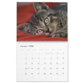 HAMbyWG- Portrait eines Kitten Kalender (Jan 2026)