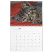 HAMbyWG- Portrait eines Kitten Kalender (Jan 2027)