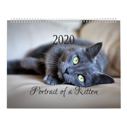 HAMbyWG- Portrait eines Kitten Kalender (Titelbild)
