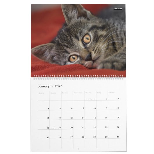 HAMbyWG- Portrait eines Kitten Kalender (Jan 2026)