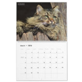 HAMbyWG - Rustikale Katzen & Kätzchen 2 Kalender (Mär 2026)