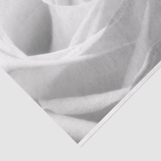 HAMbyWG - Schwarz & Weiß, Weiße Rose Seidenpapier (Ausschnitt)