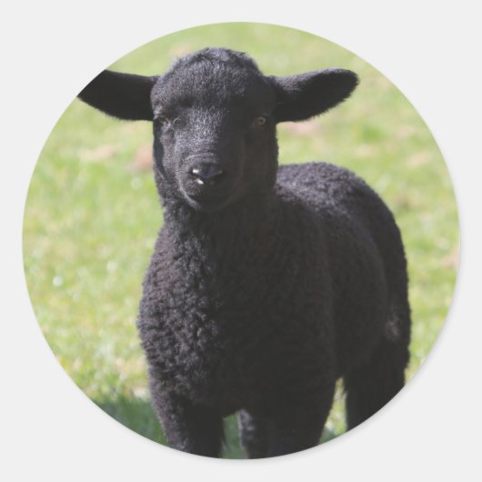 HAMbyWG - Stickers - Black Sheep (Vorderseite)