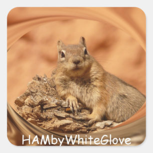 HAMbyWG - Stickers - Eichhörnchen in Swirrel-Logo