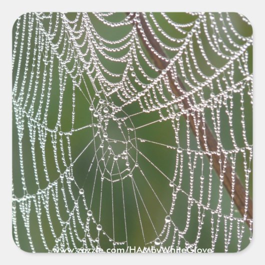 HAMbyWG - Stickers - Spider Web (Vorderseite)