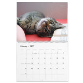 HAMbyWG - Weitere Kätzchen Kalender (Feb 2027)