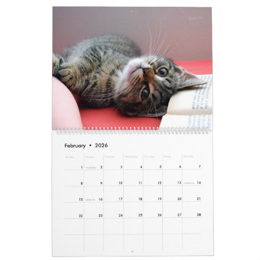 HAMbyWG - Weitere Kätzchen Kalender (Feb 2026)