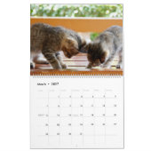 HAMbyWG - Weitere Kätzchen Kalender (Mär 2027)