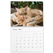 HAMbyWG - Weitere Kätzchen Kalender (Jan 2027)