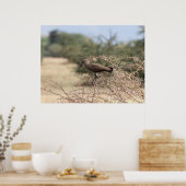 Hamerkop in Thorns - African Bird Poster (Küche)