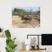Hamerkop in Thorns - African Bird Poster (Heimbüro)