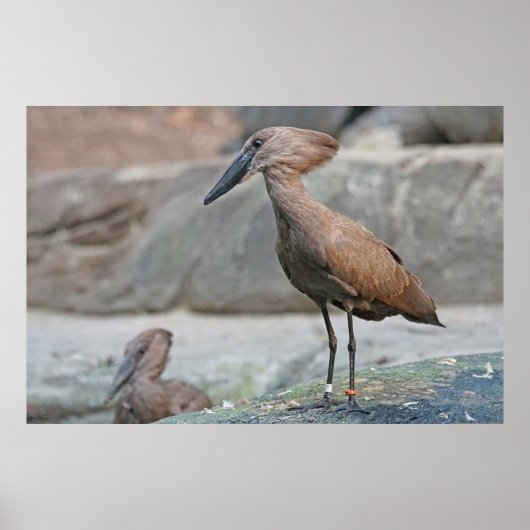 Hamerkop (Scopus umbretta) Poster (Vorne)