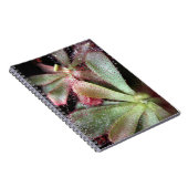 Hamilton's Sundew Pflanze Foto Notizblock (Rechte Seite)