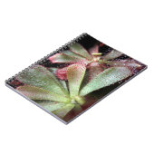 Hamilton's Sundew Pflanze Foto Notizblock (Linke Seite)